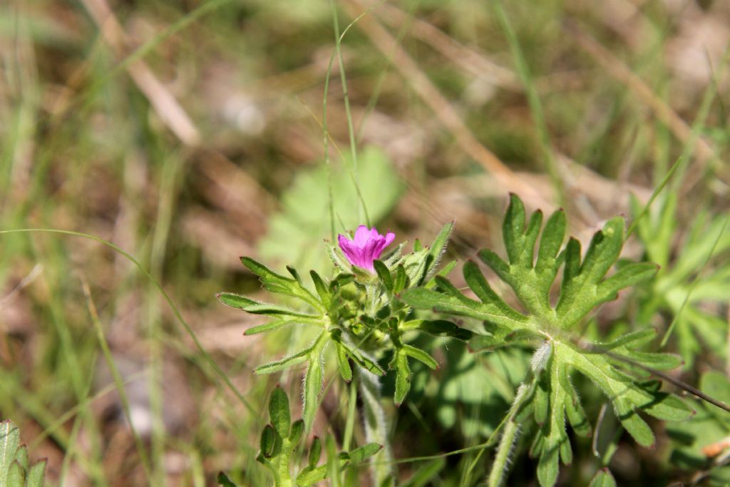 Geranium pusillum?  No, Geranium dissectum